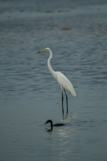 Great Egret standing in a shallow creek and Little cormorant