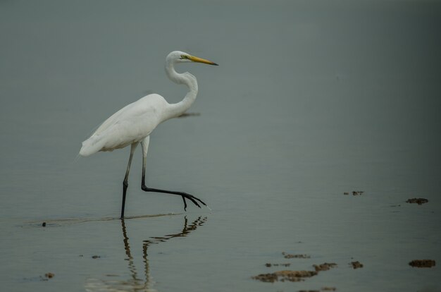 Great Egret standing in a shallow creek