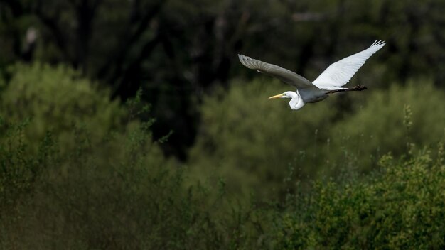 Great egret in wild