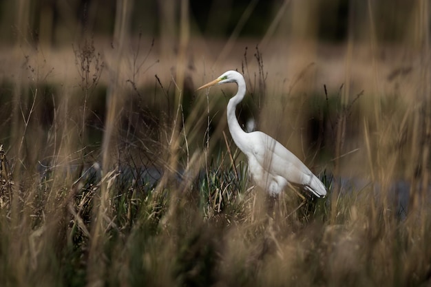 Great egret in wild