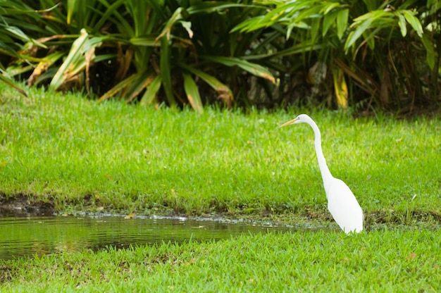 Great egret