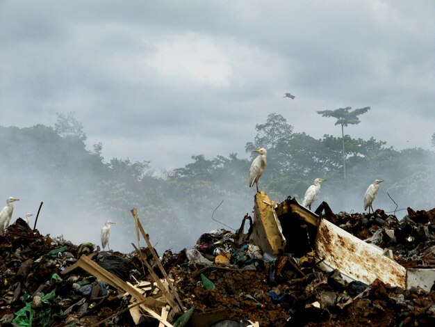 Photo great egrets on garbage dump against sky