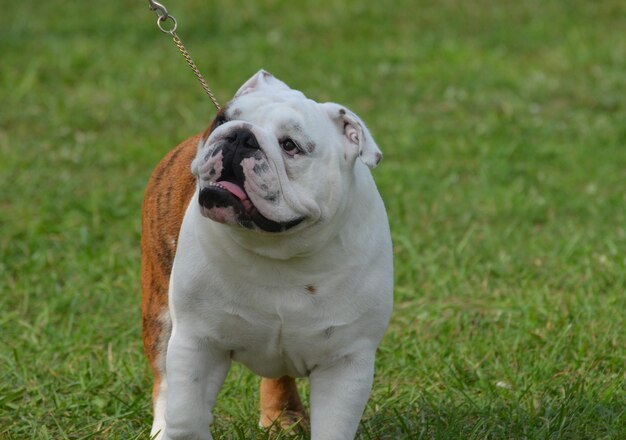 Great face on a thick chested bulldog in grass.