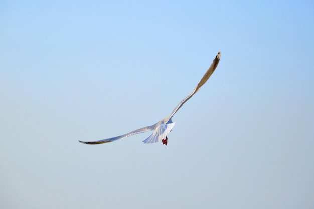 Великий полет чайки с распростертыми крыльями в голубом небе в солнечный день, вид сзади