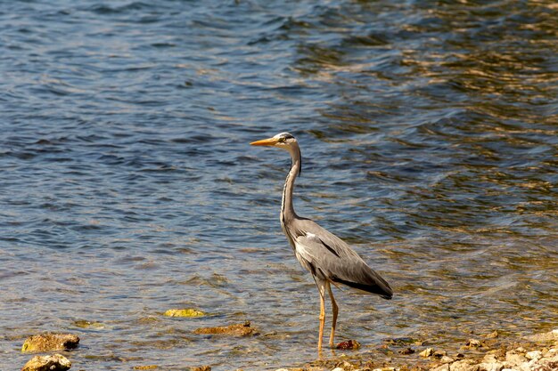 Большая серая цапля Ardea cinerea крупный снимок Греция остров Кефалония