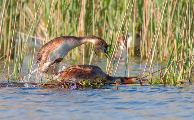 great grebes in mating season