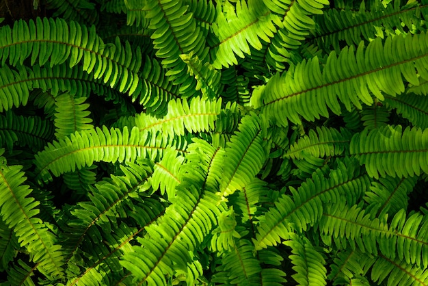 great green bush of fern with light and dark tone