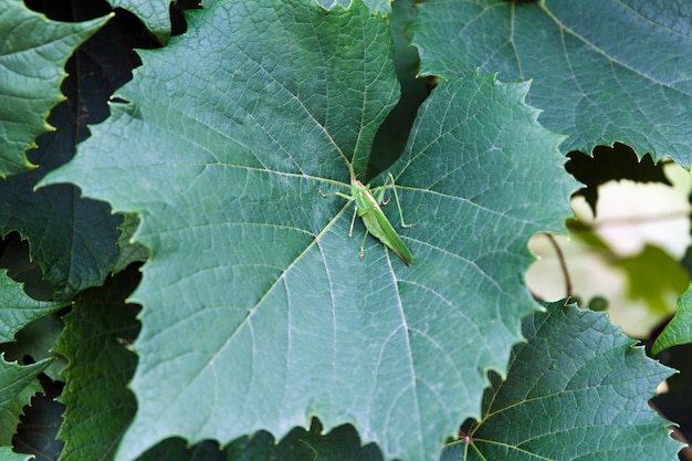 사진 큰 녹색 크리켓 tettigonia viridissima 성인 암 ⁇  또는 여름에 녹색 포도 잎에 imago