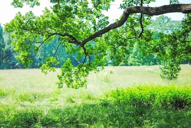 Photo great green park in oranienbaum lomonosov