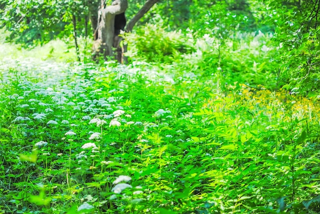 Great Green Park in Oranienbaum Lomonosov