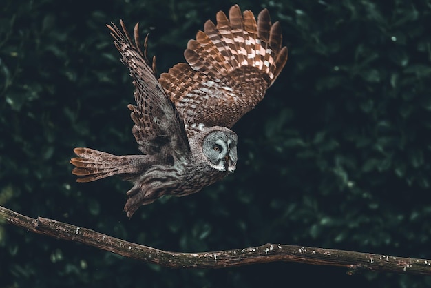 A great grey owl flying with trees on a blurred background