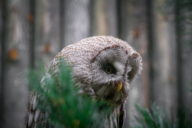 Great Grey Owl