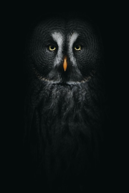 Great grey owl