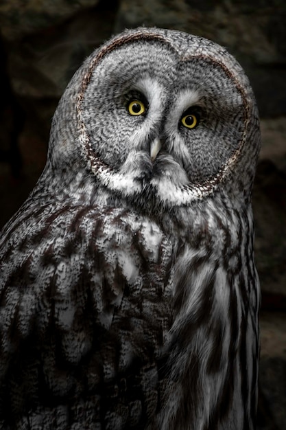 Great grey owl