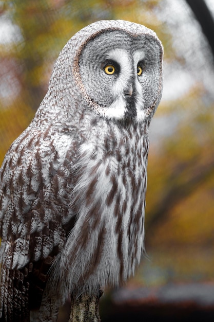 Great grey owl