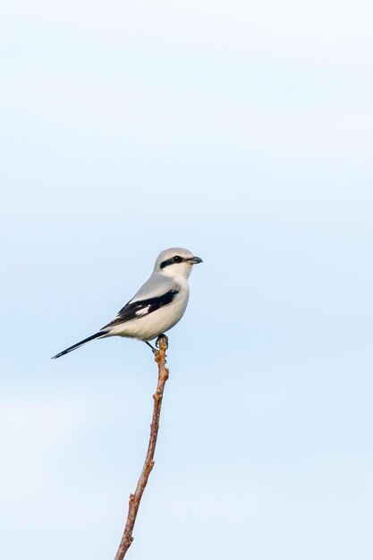 Photo great grey shrike on branch lanius excubitor