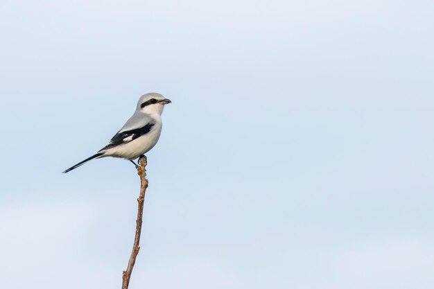 Photo great grey shrike on branch lanius excubitor