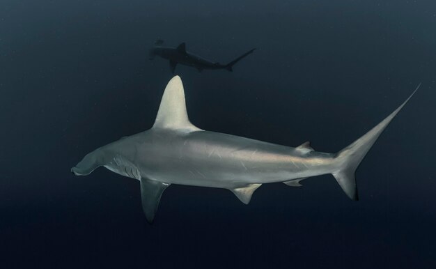 Photo great hammerhead shark. school of hammerheads swimming in red sea. sharks in wild. marine life underwater in blue ocean. observation animal world. scuba diving adventure in red sea, coast africa