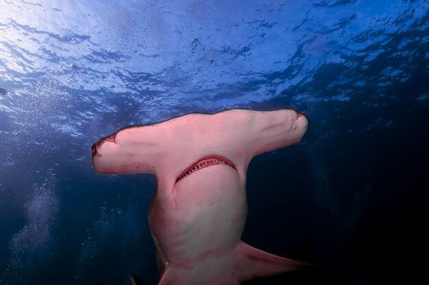 Foto una grande testa di martello - sphyrna mokarran - a bimini, nelle bahamas