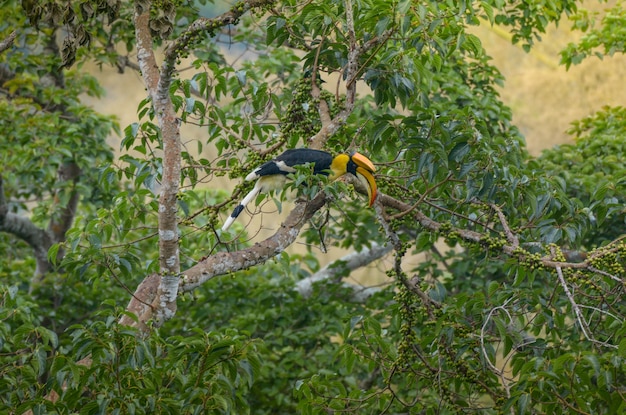 숲에서 그레이트 Hornbill