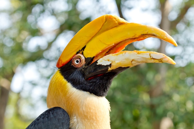 Photo great hornbill, great indian hornbill, great pied hornbill,bird of thailand