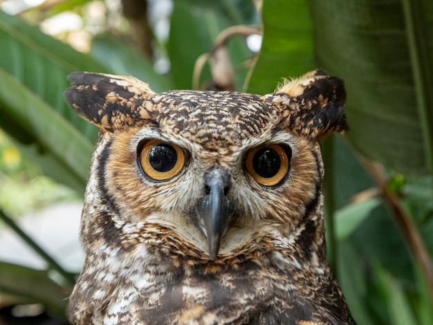 Большая рогатая сова (Bubo virginianus), также известная как тигровая сова или ухая неясыть, - большая сова, родом из Америки.