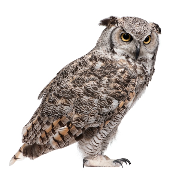 Great Horned Owl, Bubo Virginianus Subarcticus, on white isolated