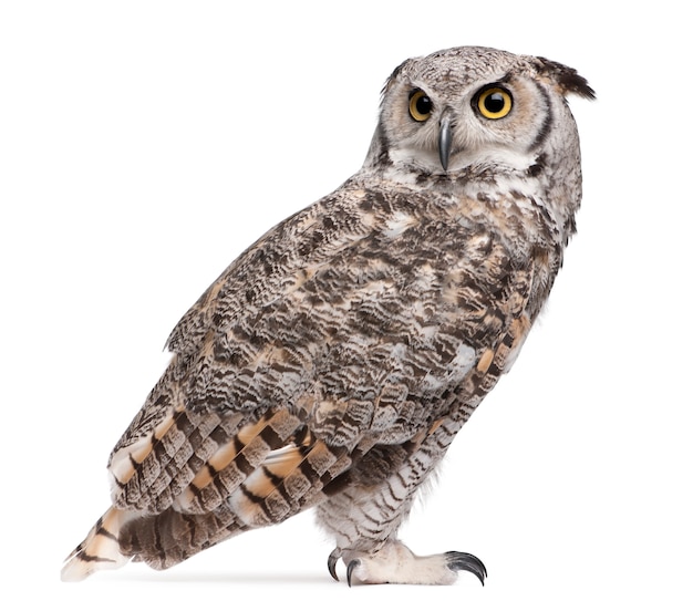 Great Horned Owl, Bubo Virginianus Subarcticus, on white isolated