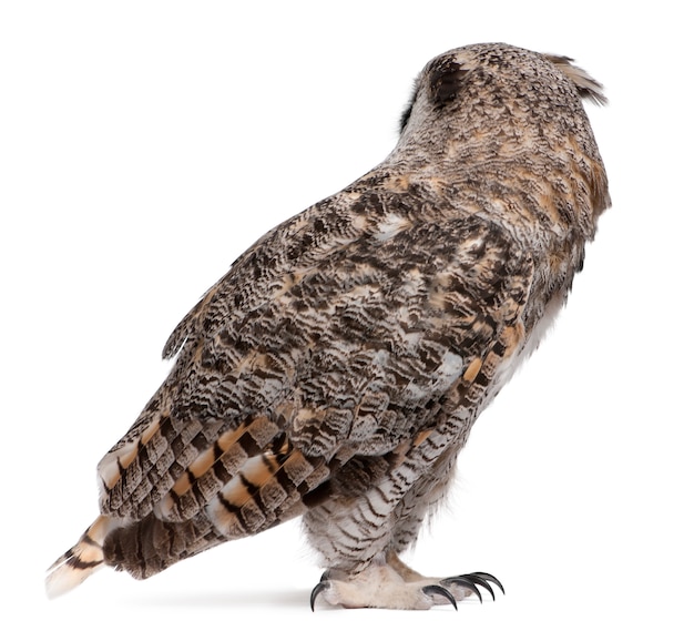 Grande gufo cornuto, bubo virginianus subarcticus, su bianco isolato