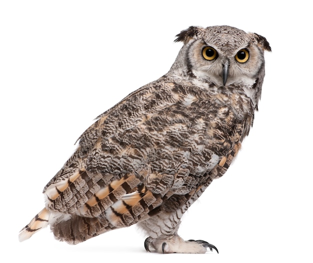 Большая Рогатая Сова, Bubo Virginianus Subarcticus, на белом изолированные