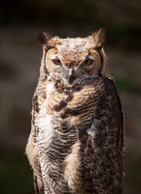 Great horned owl in the nature