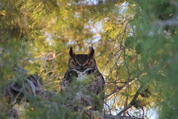 Photo great horned owl perching on branch