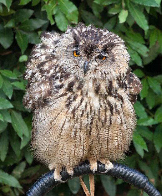 Great Horned Owl