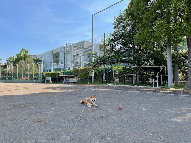 黄色に分離された純血種の子犬犬横になっている偉大な日本の秋田犬犬子犬