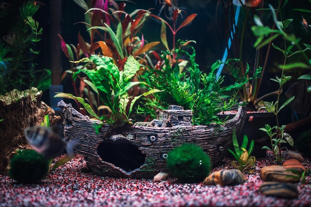 素晴らしいジャングルが植えられた水族館