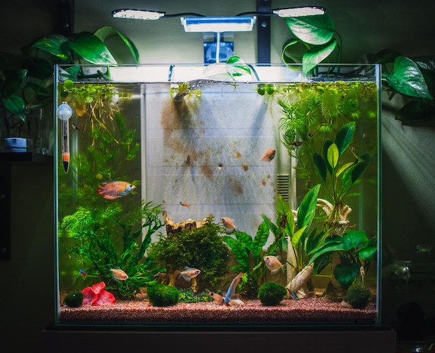 A great jungle planted aquarium