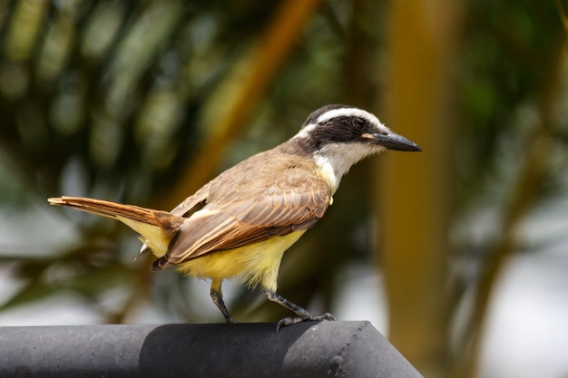 Grande uccello kiskadee nel parco rivolto a destra in una giornata di sole