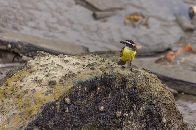 The great kiskadee sits on a large stone near the water