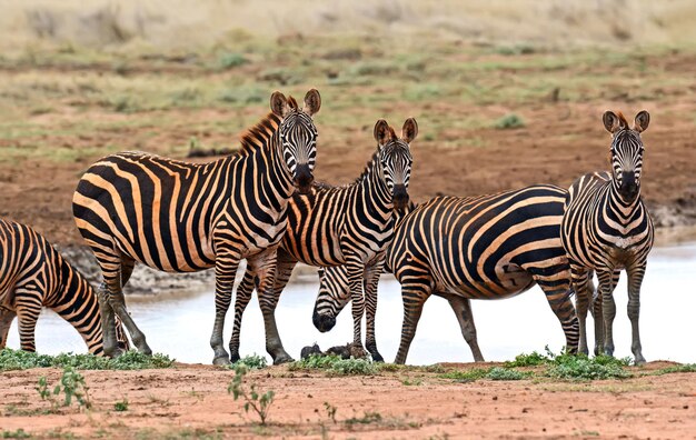 写真 ツァボでのシマウマの大移動