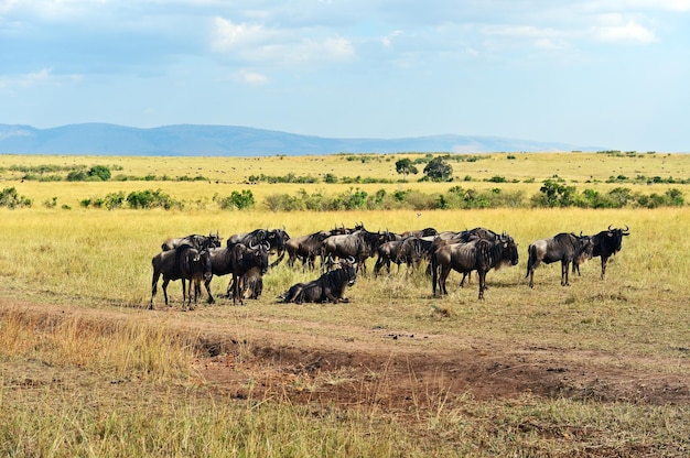 Foto grande migrazione di gnu nel masai mara.