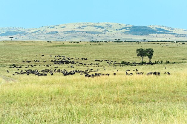 Foto grande migrazione di gnu nel masai mara.