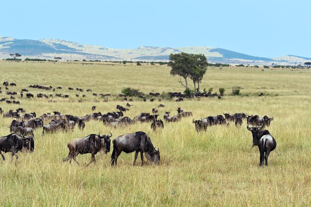 Great Migration of wildebeest in Masai Mara