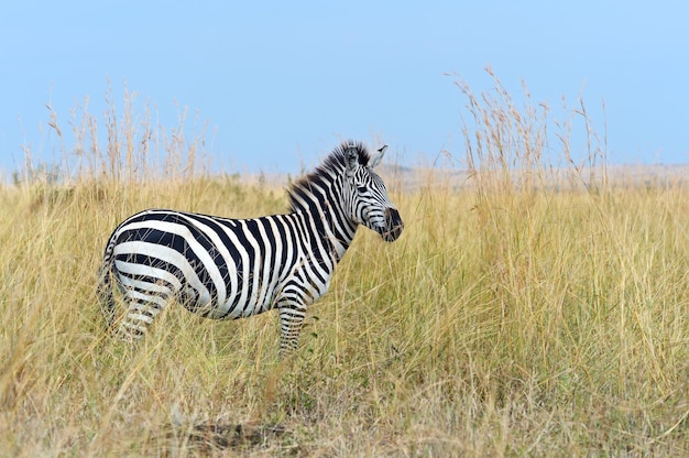 Foto grande migrazione di zebre nel masai mara.