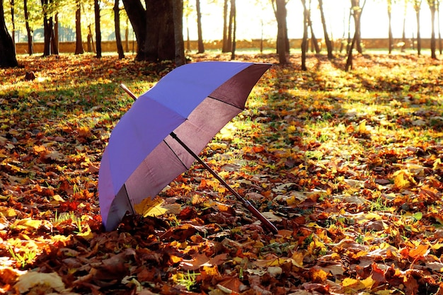 Foto il grande umore durante l'autunno cammina un ombrello viola tra il fogliame giallo in un vecchio parco al sole