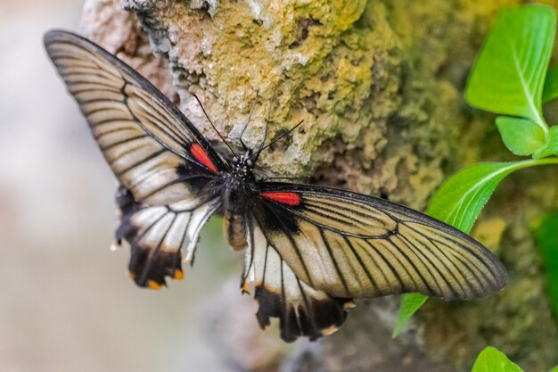 Great mormon butterfly