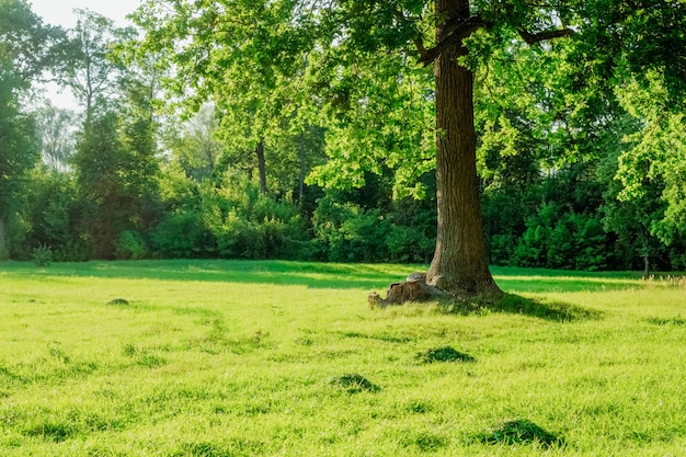 Great oak in the summer evening