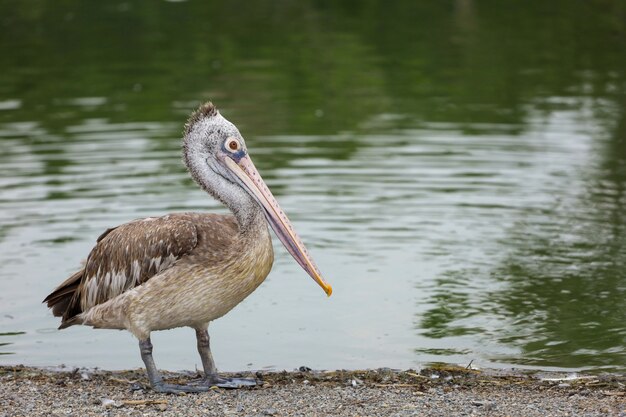 The great pelican bird is rest near the river