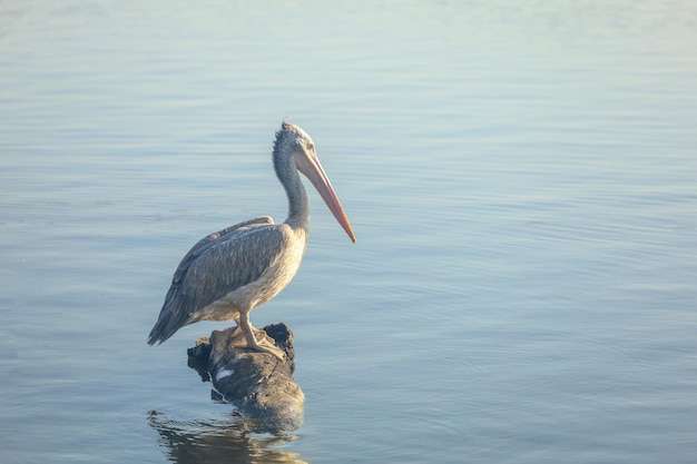 The great pelican bird is rest near the river