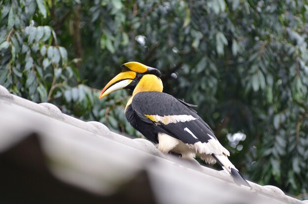 자연, 태국에서 그레이트 Pied Hornbill