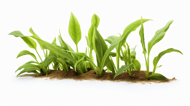 Great plantain plant major medicinal plan isolated on white background